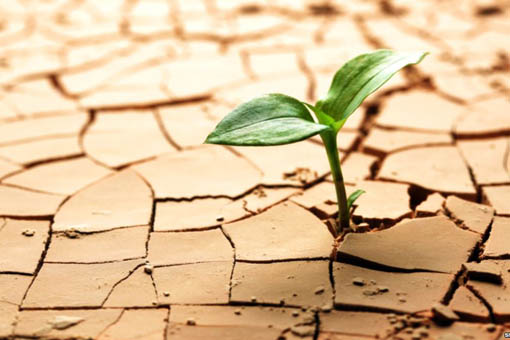 Подача сигналов от рестений Растения научили подавать сигнал фермеру о засухе или заморозках