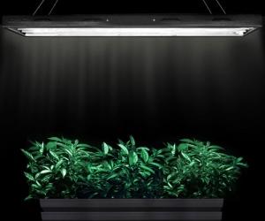 Флуоресцентные лампы смогут программировать растения на рост и развитие